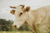 white-cow-with-yellow-eyes.jpg white cow with yellow eyes