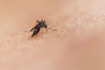 a-close-up-of-a-mosquito-on-a-human-s-skin.jpg a close up of a mosquito on a human's skin