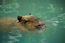 brown-rodent-on-body-of-water-during-daytime.jpg brown rodent on body of water during daytime