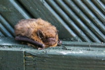 a-bat-on-a-wood-surface.jpg a bat on a wood surface
